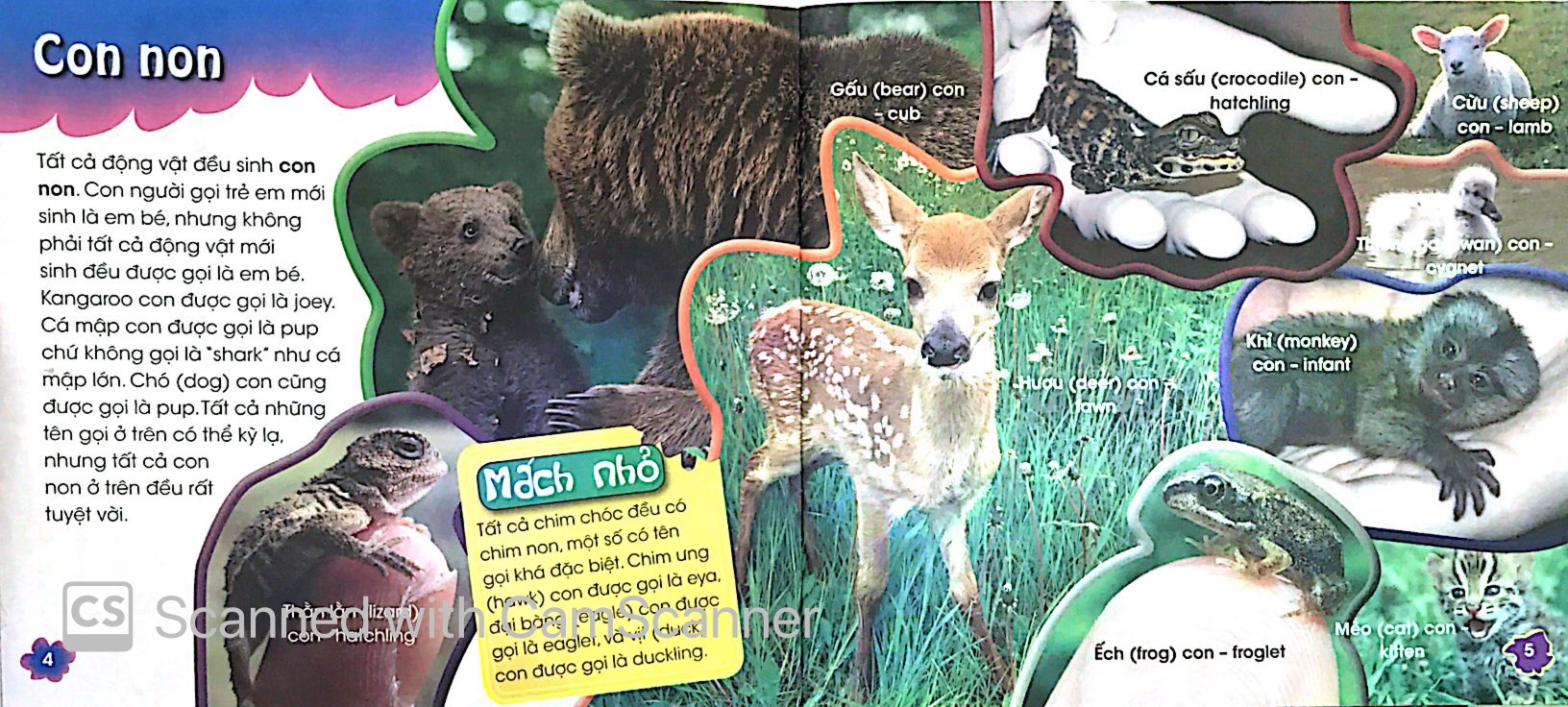 độc, lạ, phi thường - thú con bé bỏng - Ảnh 3