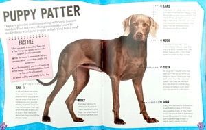 dogs (pet expert) - Ảnh 10