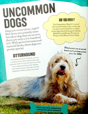 dogs (pet expert) - Ảnh 8