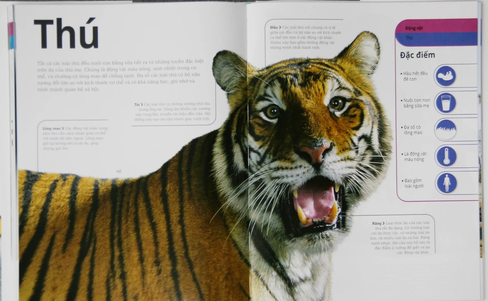 động vật - bách khoa thư hình ảnh về các loài vật trên trái đất - Ảnh 3