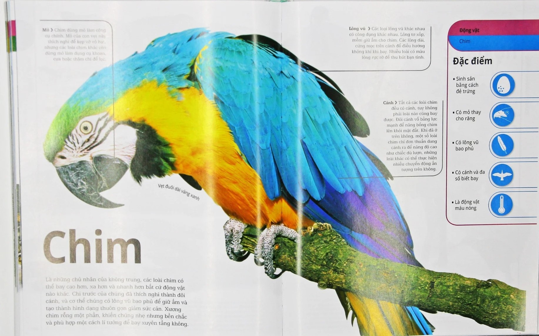 động vật - bách khoa thư hình ảnh về các loài vật trên trái đất - Ảnh 4