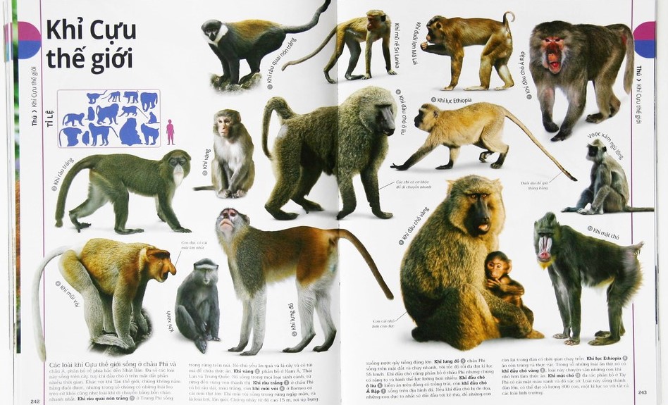 động vật - bách khoa thư hình ảnh về các loài vật trên trái đất - Ảnh 5
