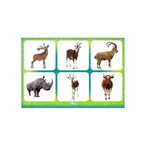 eli language games - the animal kingdom - Ảnh 4