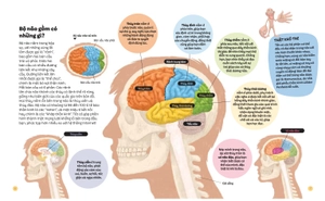 em biết gì? - não bộ - Ảnh 4