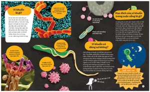 em biết gì? - thế giới vi khuẩn - Ảnh 3