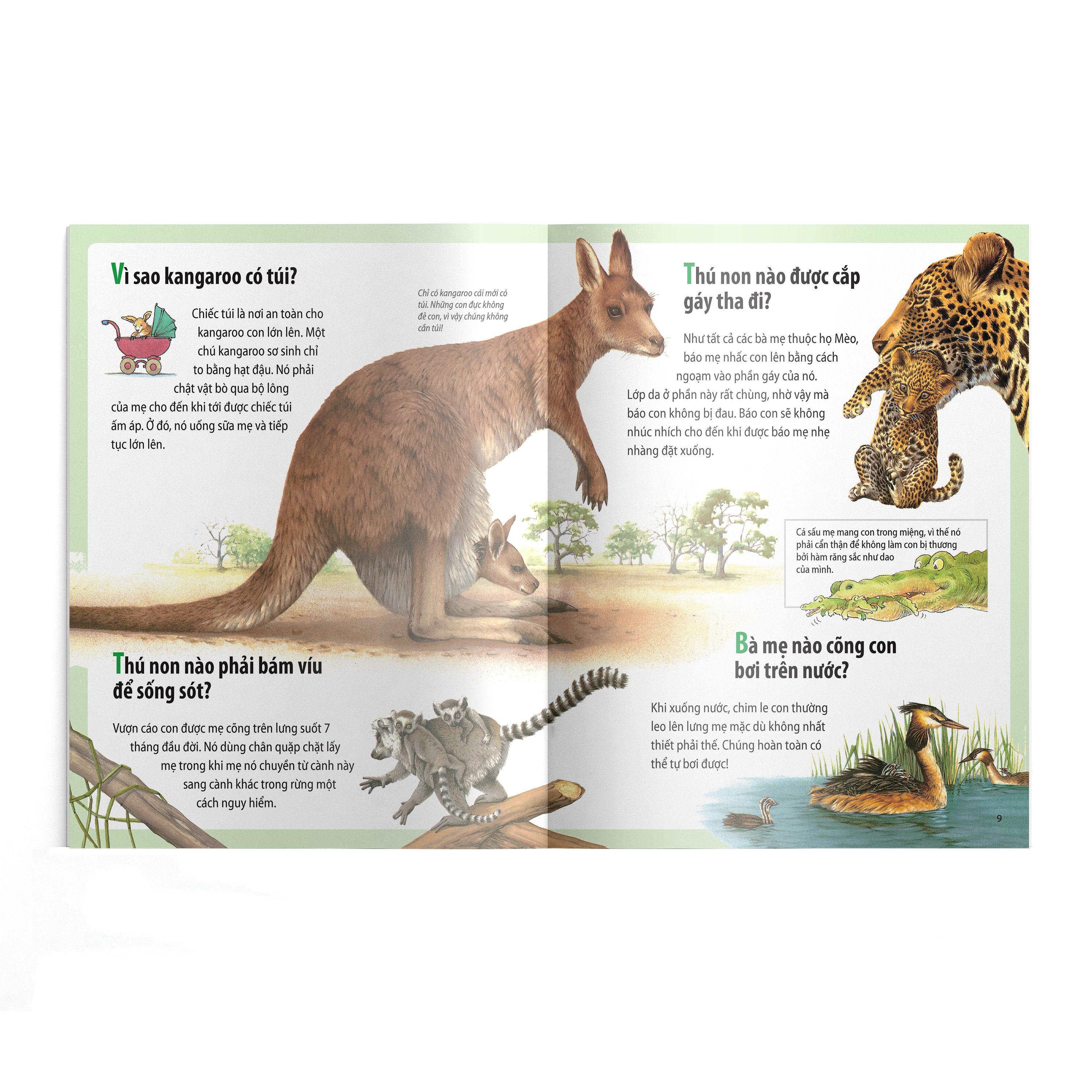 em muốn biết vì sao - kangaroo có túi và những câu hỏi khác về con non (tái bản 2022) - Ảnh 3