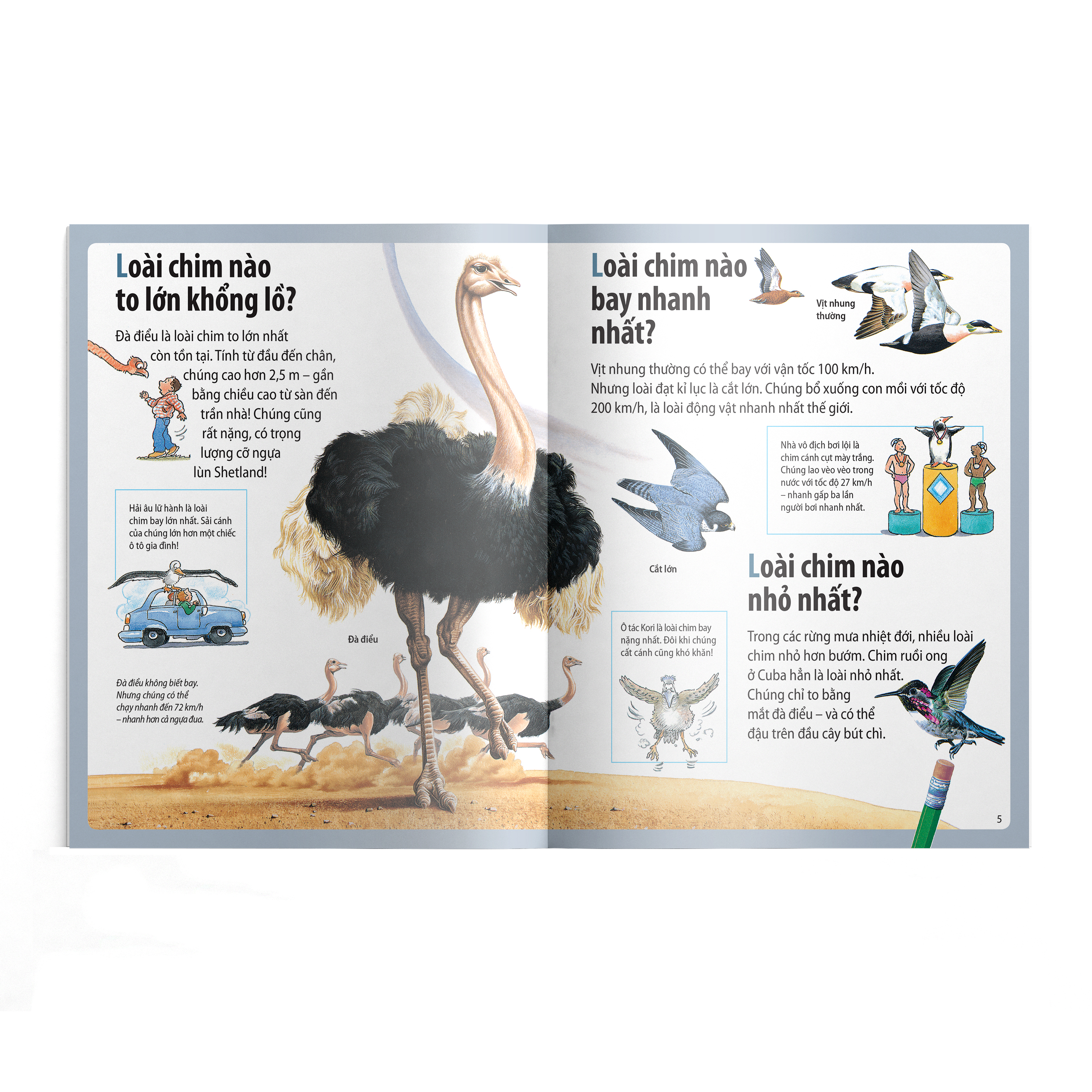 em muốn biết vì sao - ngỗng trời bay xa và những câu hỏi khác về chim chóc - Ảnh 3