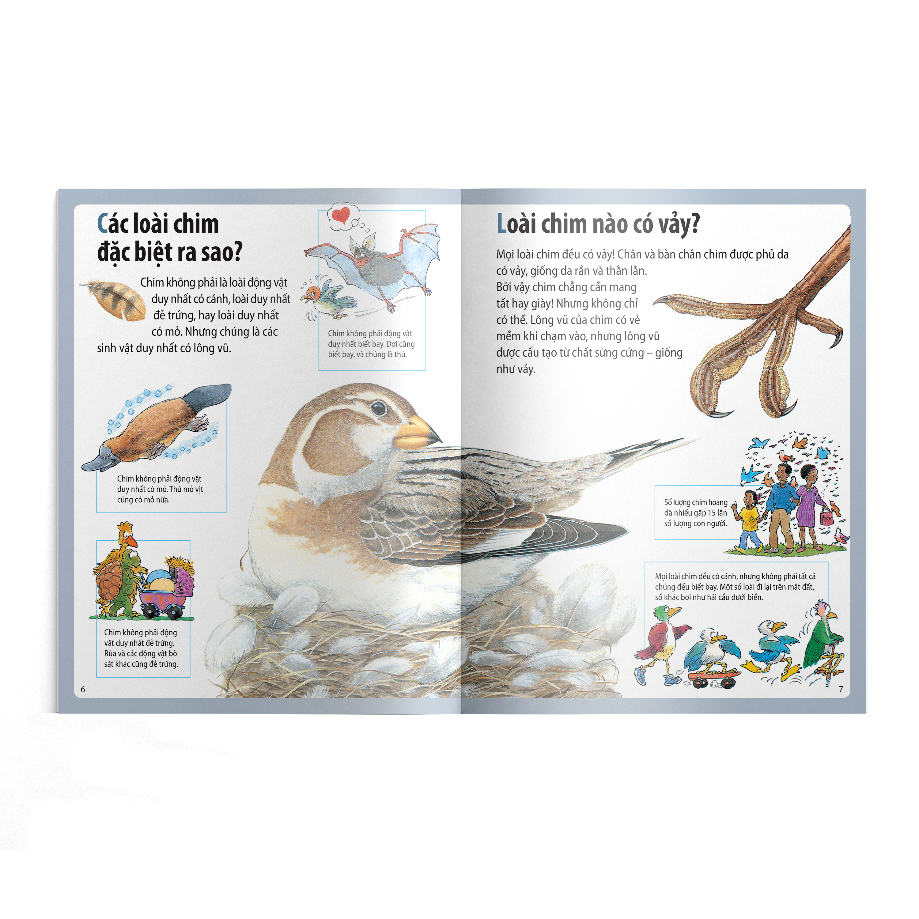 em muốn biết vì sao - ngỗng trời bay xa và những câu hỏi khác về chim chóc - Ảnh 5