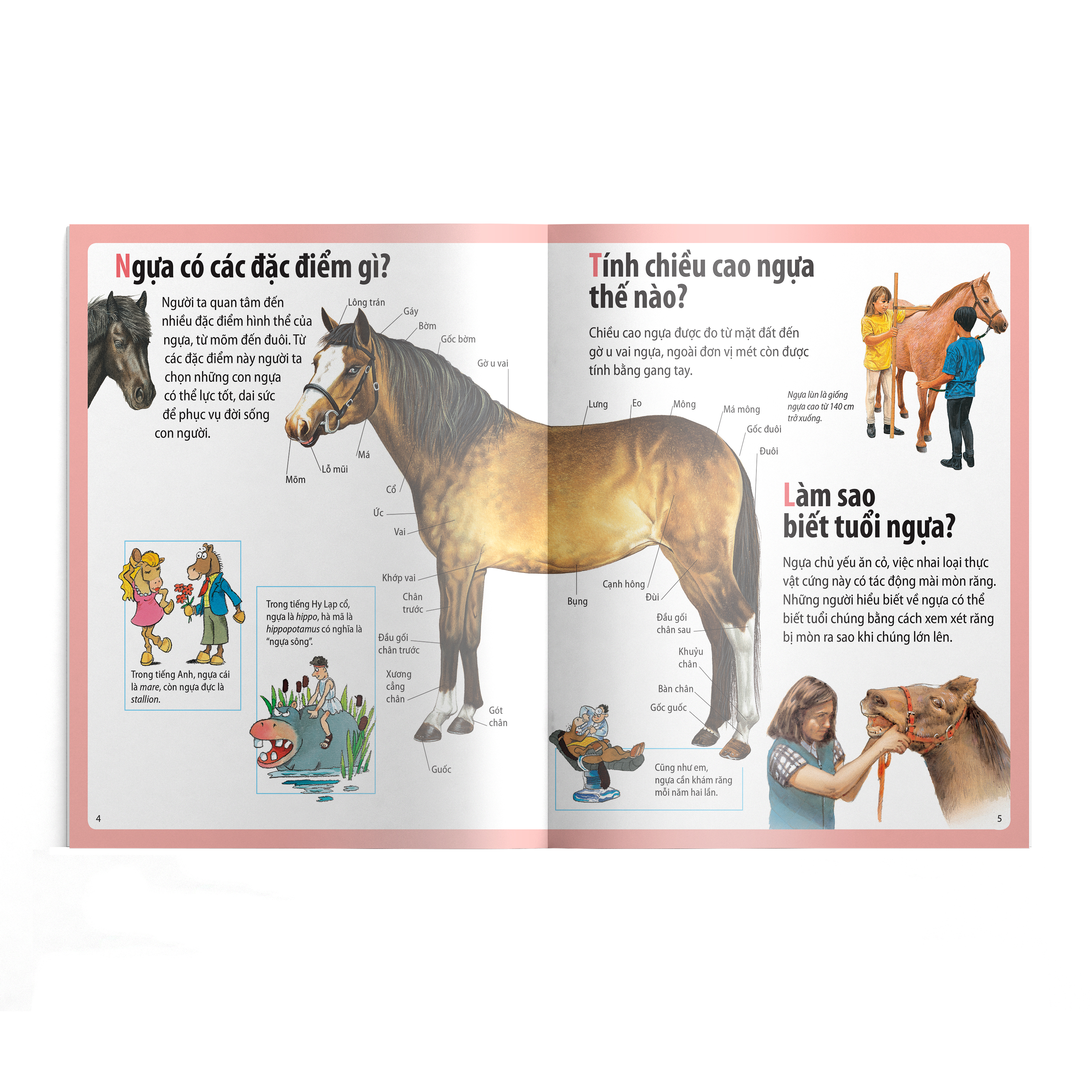 em muốn biết vì sao - ngựa có móng và những câu hỏi khác về ngựa - Ảnh 3