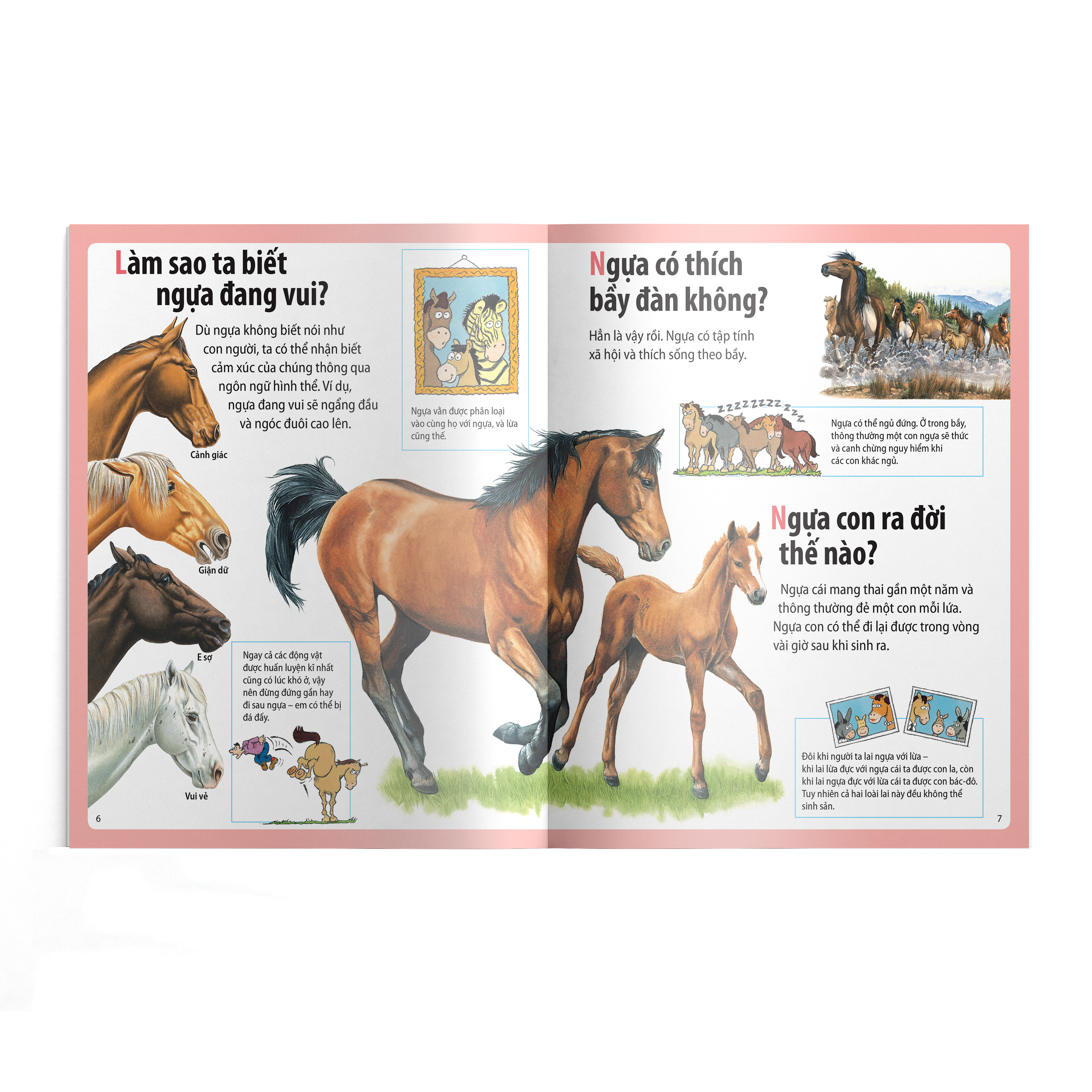 em muốn biết vì sao - ngựa có móng và những câu hỏi khác về ngựa - Ảnh 4