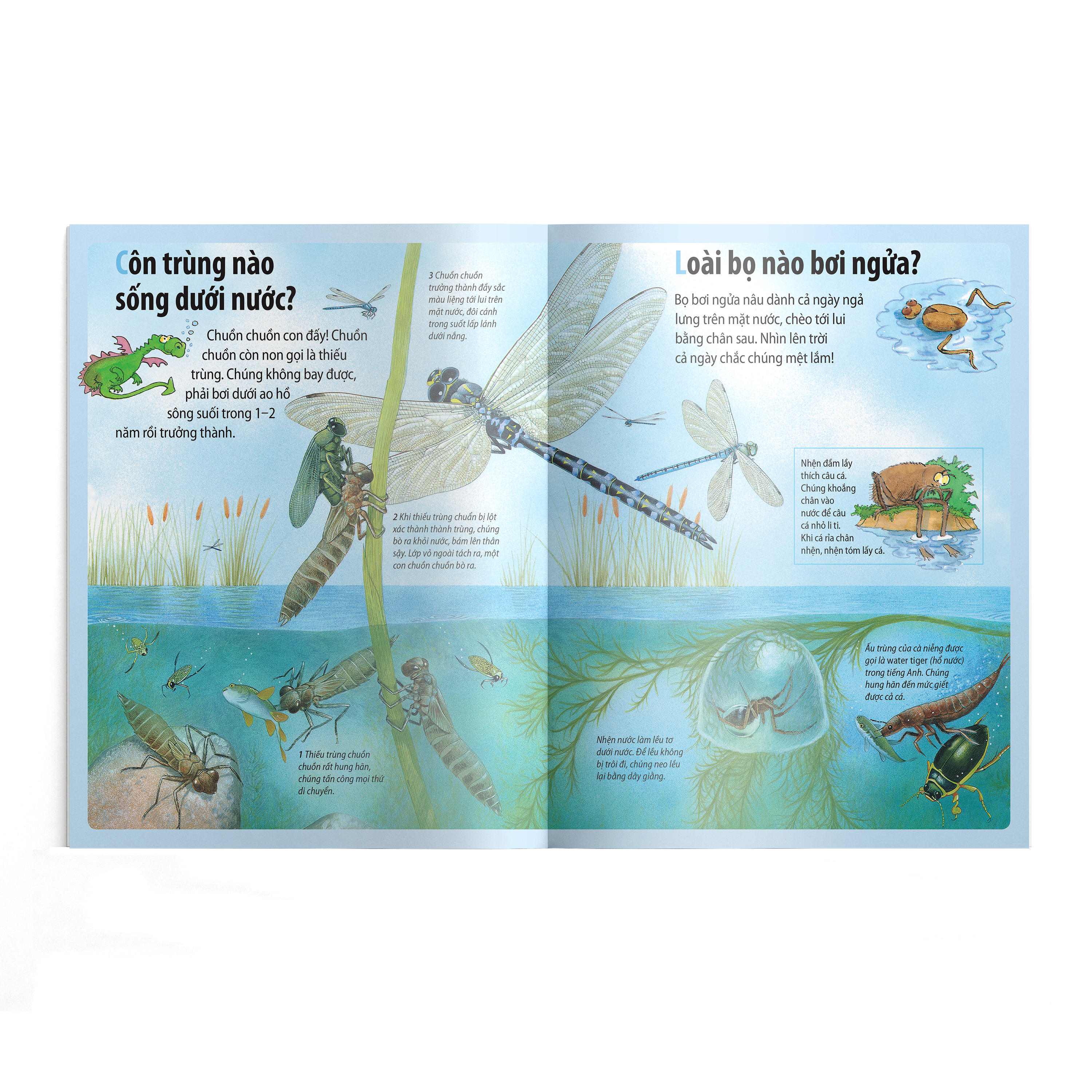 em muốn biết vì sao - nhện giăng tơ và những câu hỏi khác về các loài côn trùng - Ảnh 3