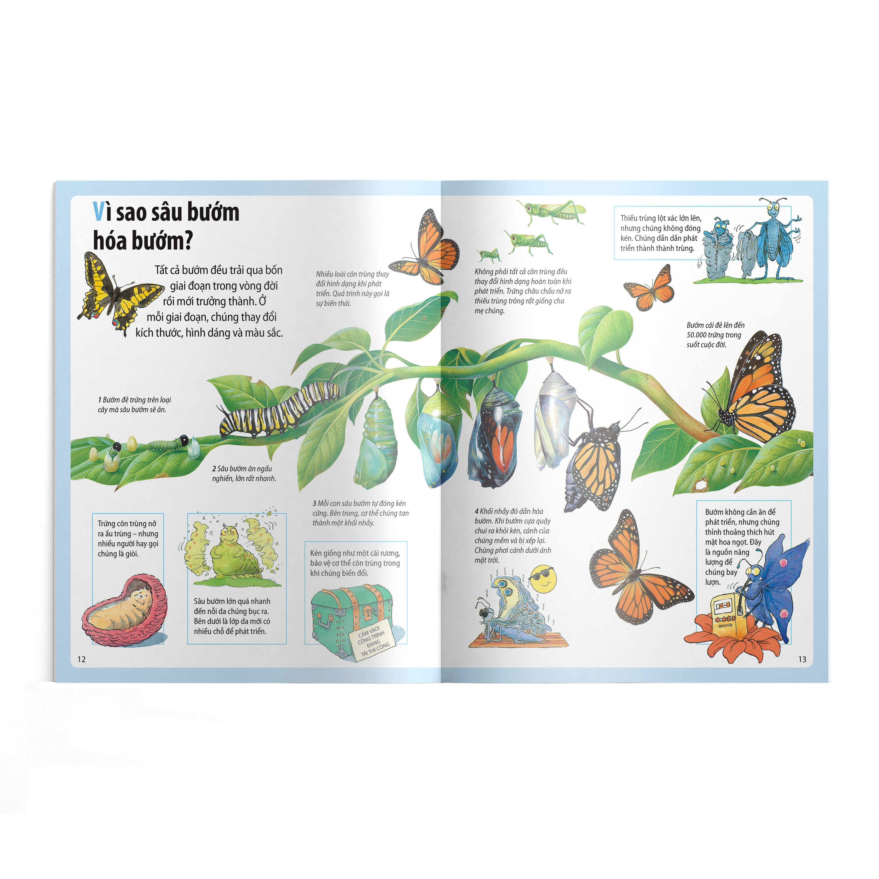 em muốn biết vì sao - nhện giăng tơ và những câu hỏi khác về các loài côn trùng - Ảnh 5