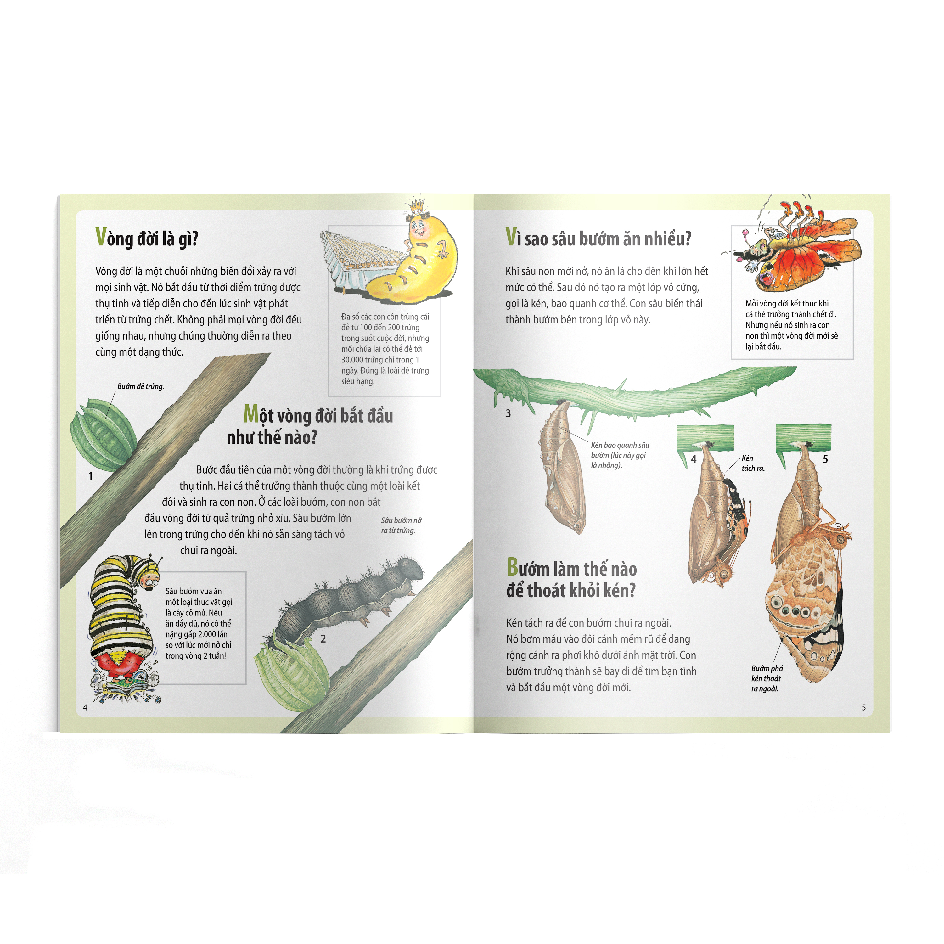 em muốn biết vì sao - sâu bướm ăn nhiều và những câu hỏi khác về sự sống (tái bản 2022) - Ảnh 3