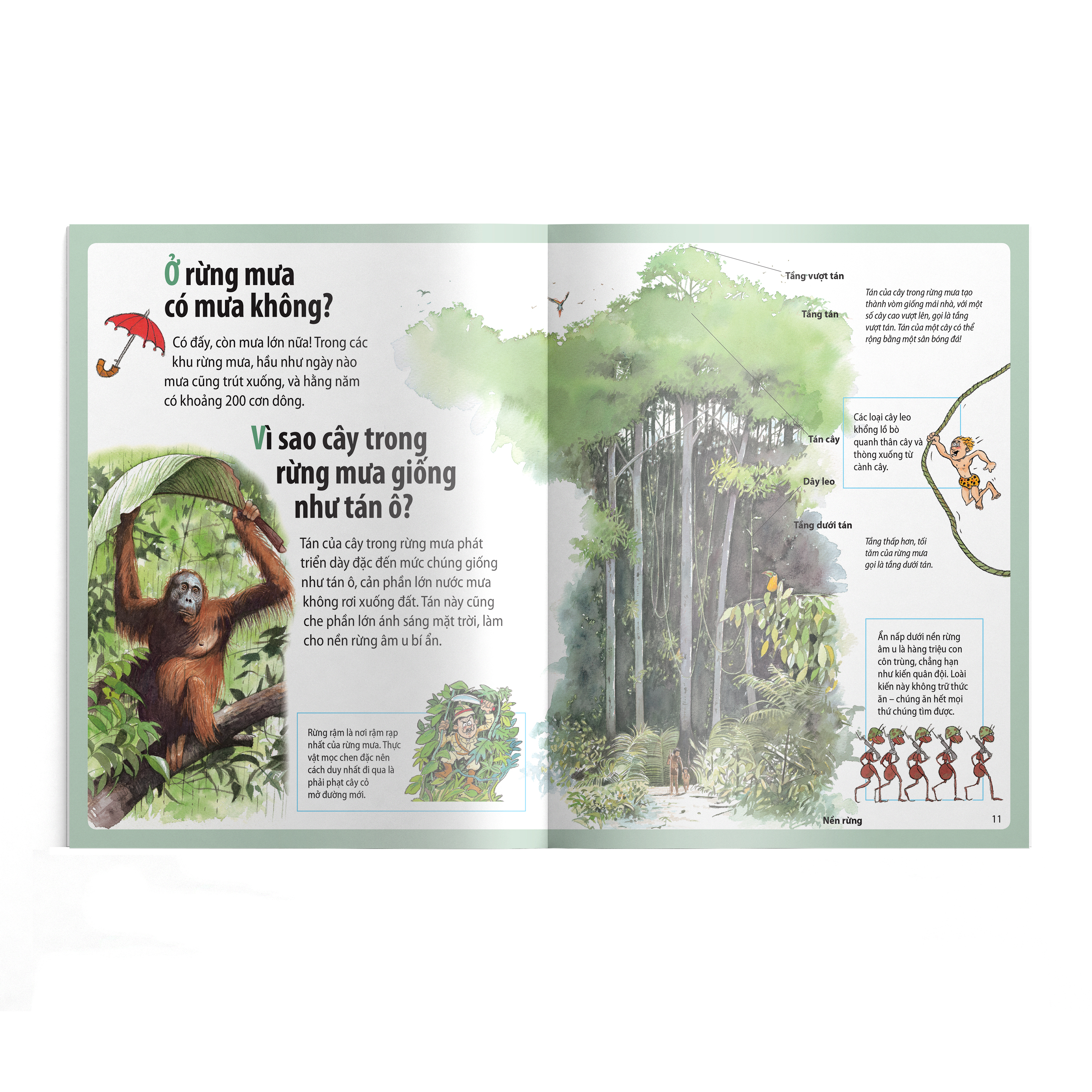 em muốn biết vì sao - thông có lá kim và những câu hỏi khác về rừng cây - Ảnh 3