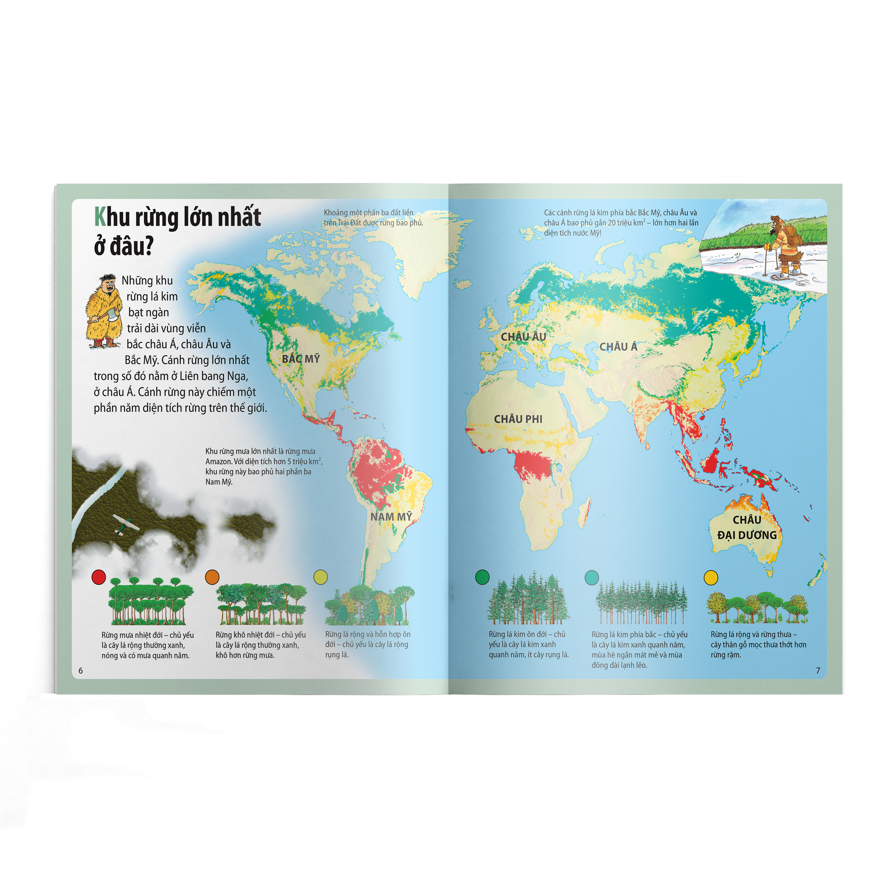 em muốn biết vì sao - thông có lá kim và những câu hỏi khác về rừng cây - Ảnh 4