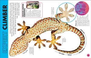 everything you need to know about snakes - and other scaly reptiles - Ảnh 4