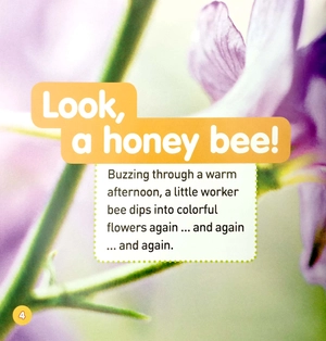 explore my world: honey bees - Ảnh 4