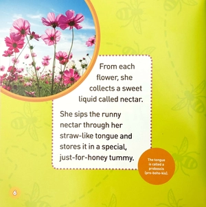 explore my world: honey bees - Ảnh 6