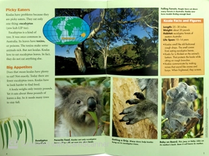 explorer books (pioneer science: animals): koalas - Ảnh 4