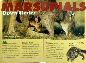 explorer books (pioneer science: animals): koalas - Ảnh 6