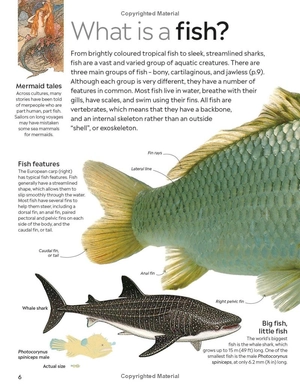 eyewitness - fish - Ảnh 10