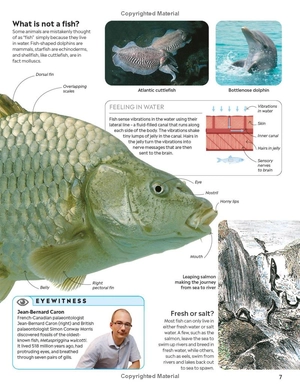 eyewitness - fish - Ảnh 11