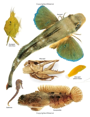 eyewitness - fish - Ảnh 4