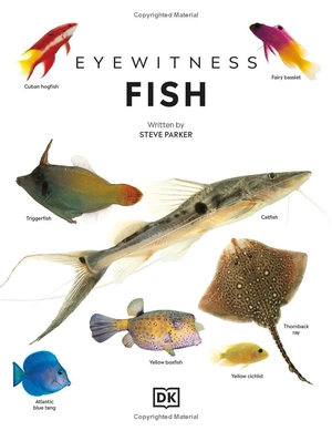 eyewitness - fish - Ảnh 5