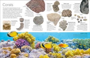 eyewitness - fossil - Ảnh 4