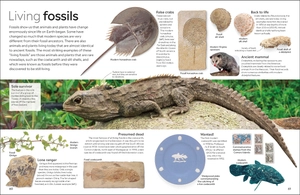 eyewitness - fossil - Ảnh 7