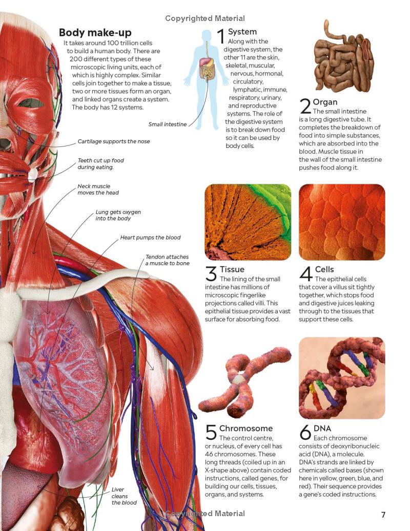 Eyewitness - Human Body - Ảnh 10