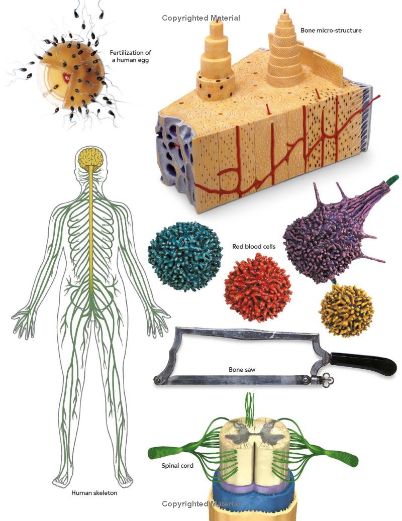 Eyewitness - Human Body - Ảnh 5