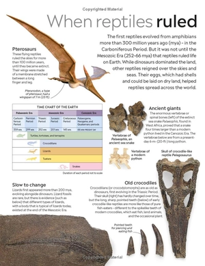 eyewitness - reptile - Ảnh 19