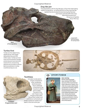 eyewitness - reptile - Ảnh 21