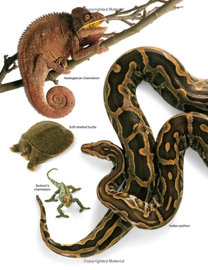 eyewitness - reptile - Ảnh 5