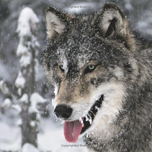 face to face with wolves - Ảnh 4