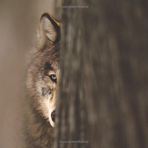 face to face with wolves - Ảnh 6