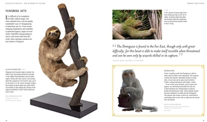 fantastic beasts: the wonder of nature - amazing animals and the magical creatures of harry potter and fantastic beasts - Ảnh 9