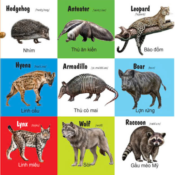 first 100 animals - 100 từ đầu tiên về các loại động vật - Ảnh 3