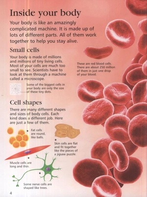 first encyclopedia of the human body - Ảnh 4