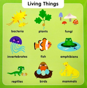 first stem learning: 100 first science words - Ảnh 5