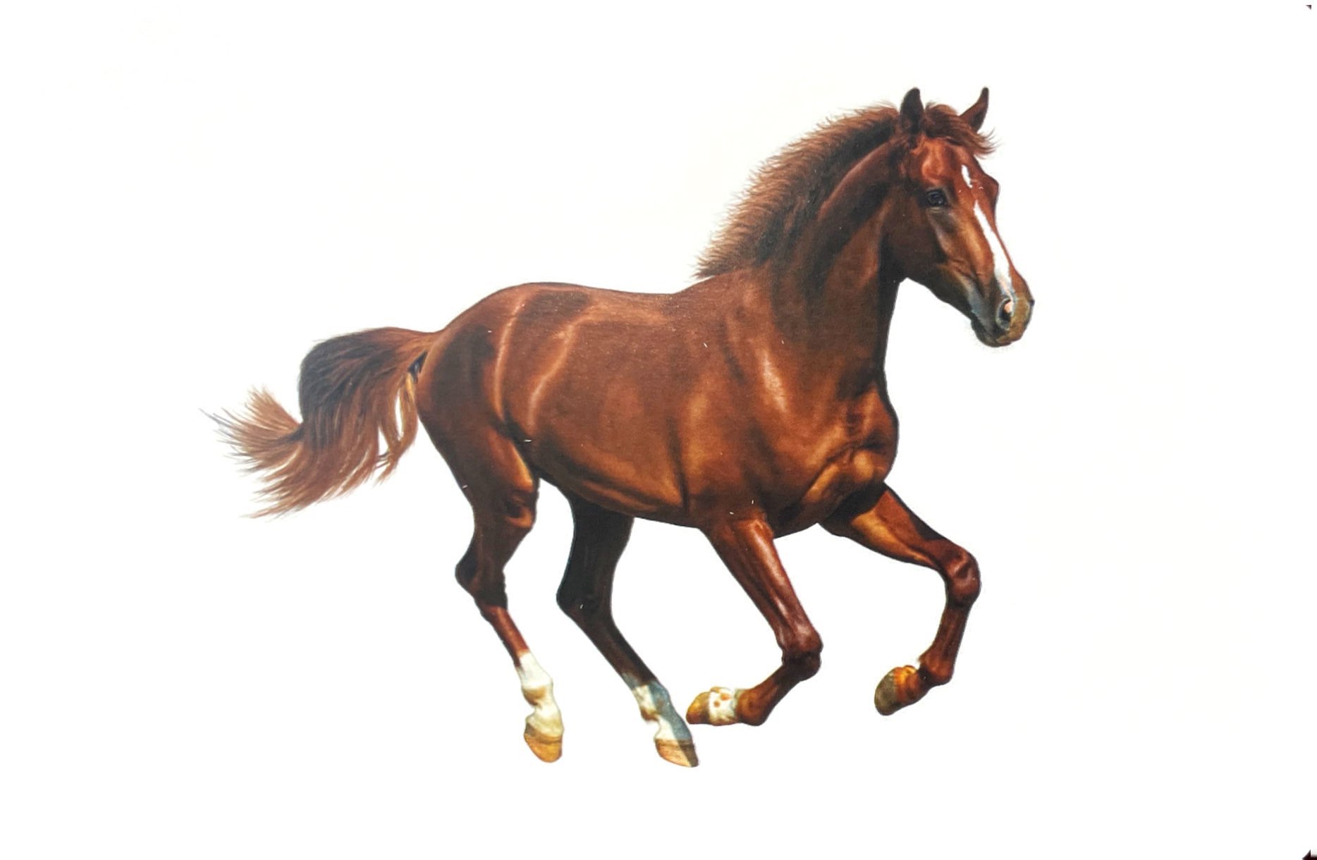 flash card tiếng anh - domestic animals (động vật nuôi) (tái bản 2023) - Ảnh 3