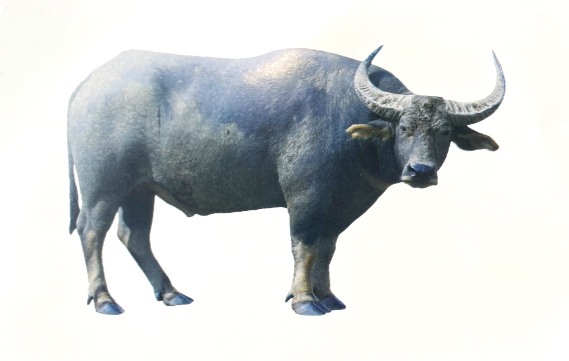 flash card tiếng anh - domestic animals (động vật nuôi) (tái bản 2023) - Ảnh 5