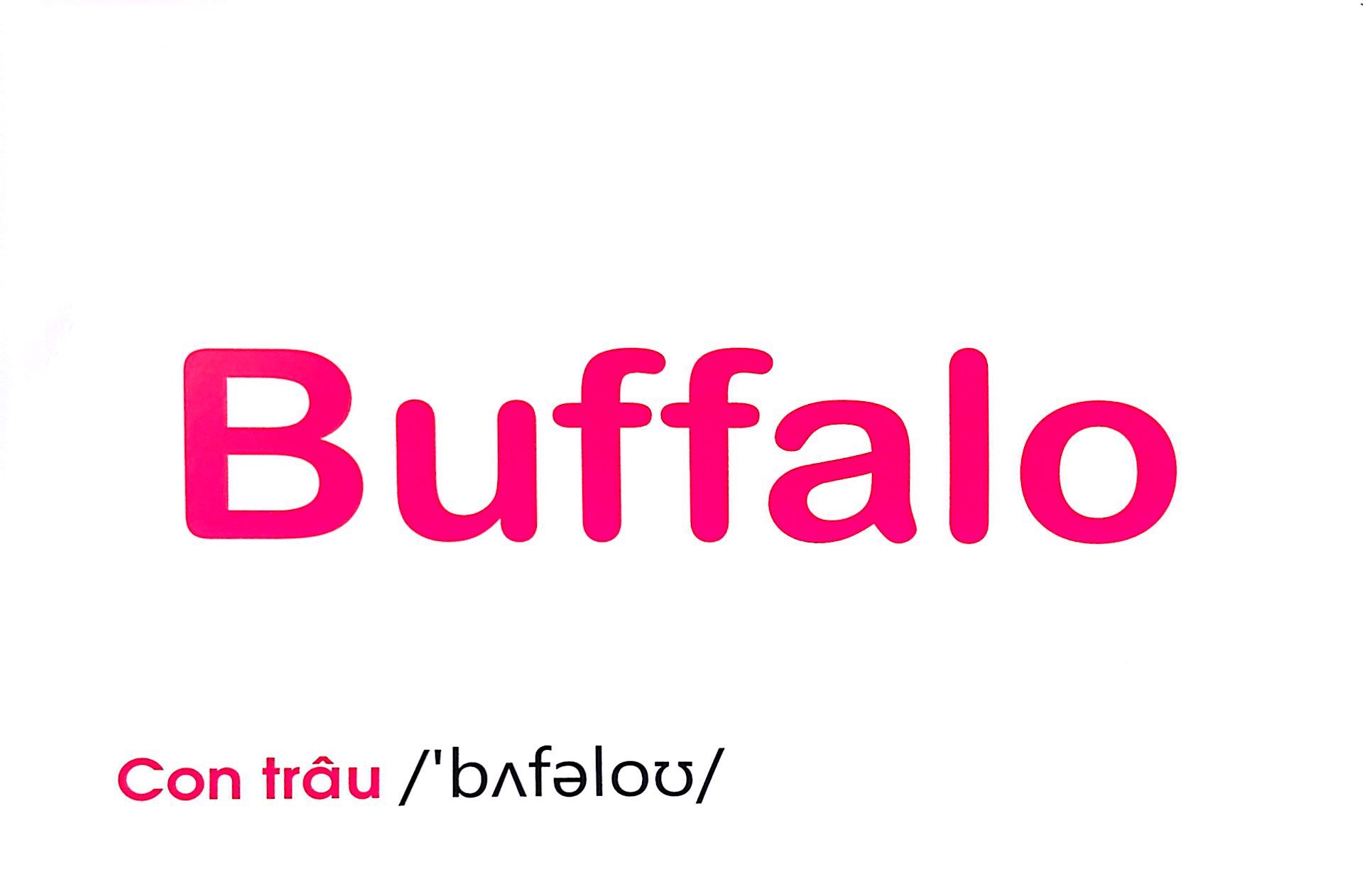 flash card tiếng anh - domestic animals (động vật nuôi) (tái bản 2023) - Ảnh 6