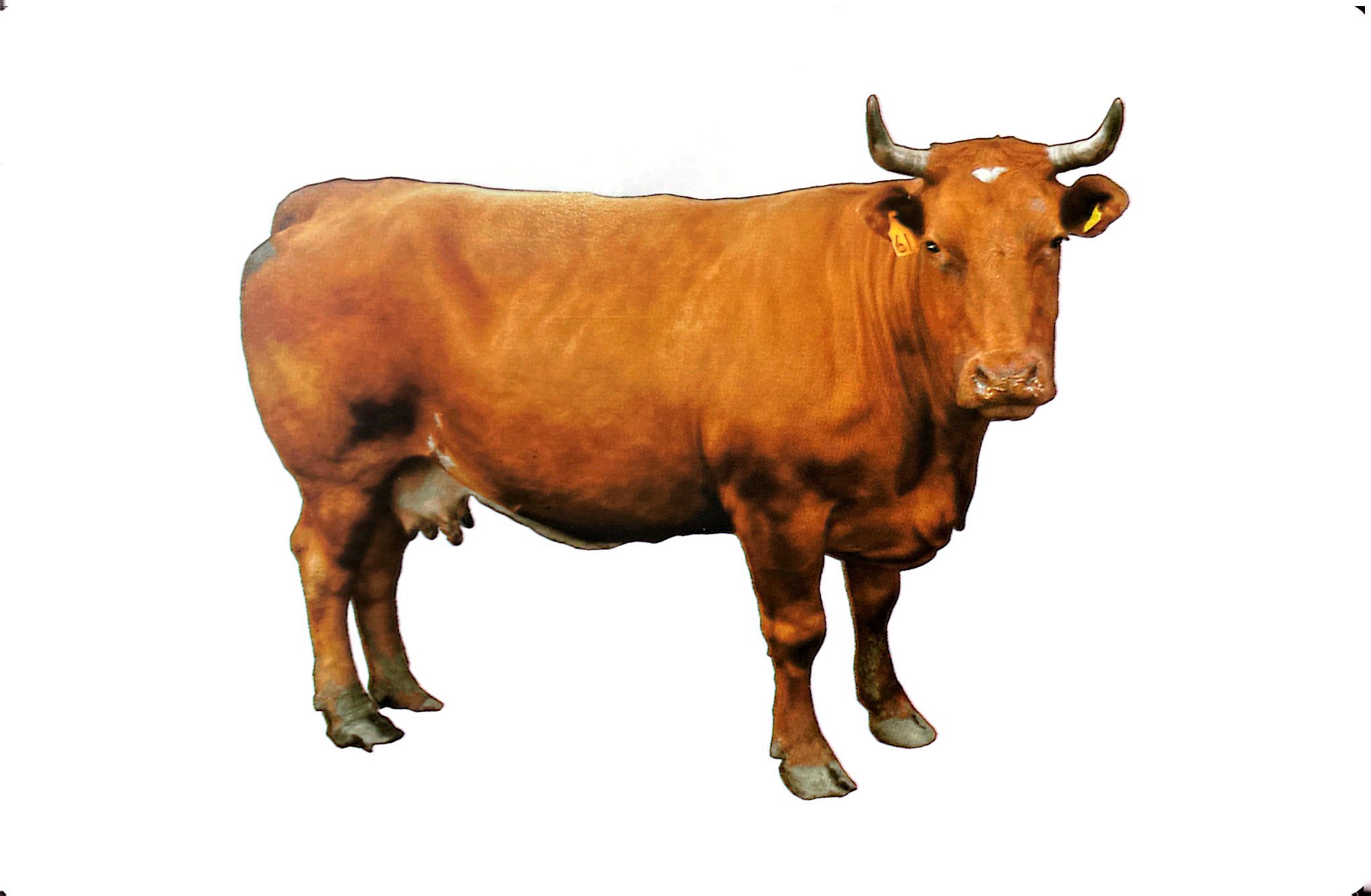 flash card tiếng anh - domestic animals (động vật nuôi) (tái bản 2023) - Ảnh 7