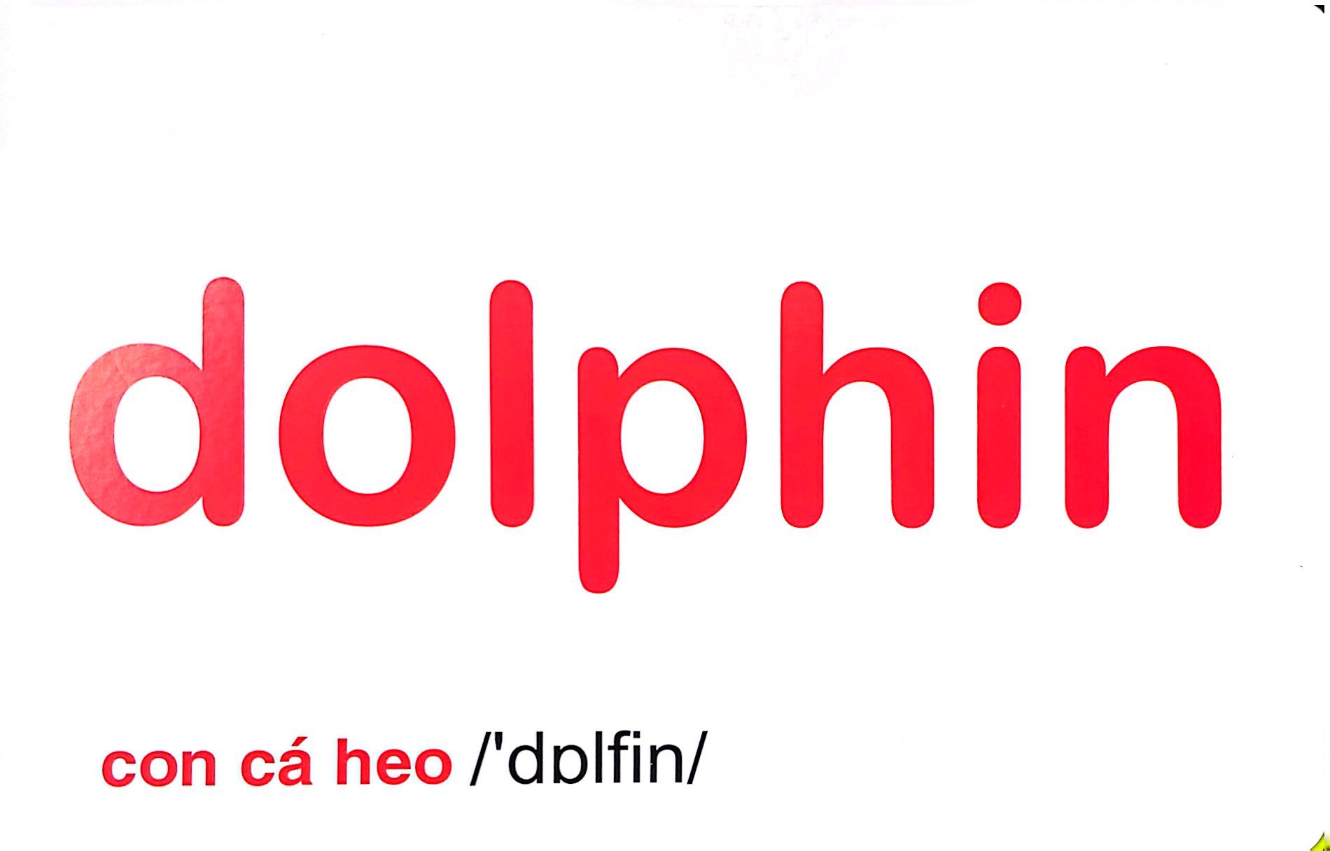 flash card tiếng anh - sea animals (động vật biển) (tái bản 2023) - Ảnh 4