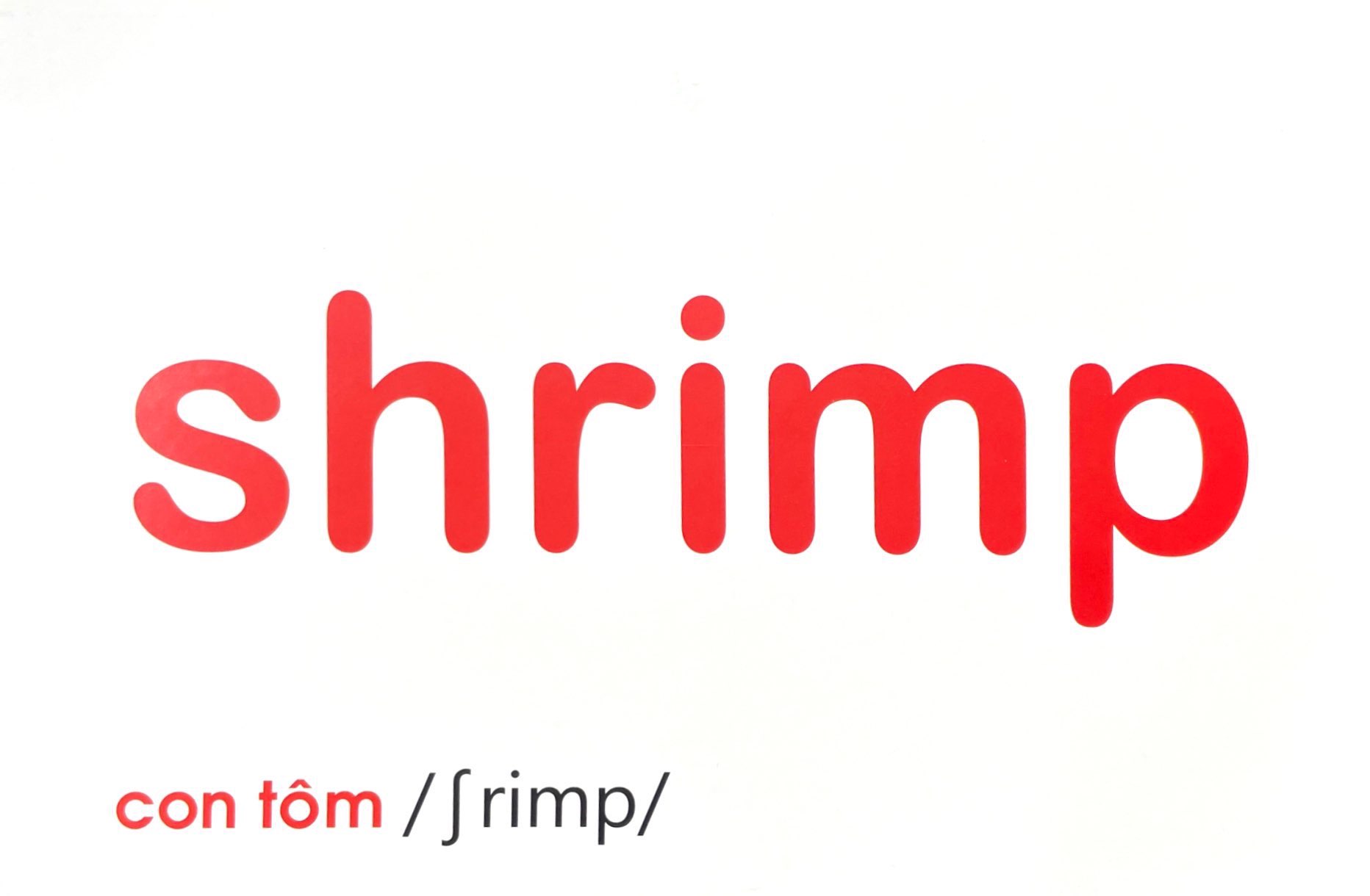 flash card tiếng anh - sea animals (động vật biển) (tái bản 2023) - Ảnh 6