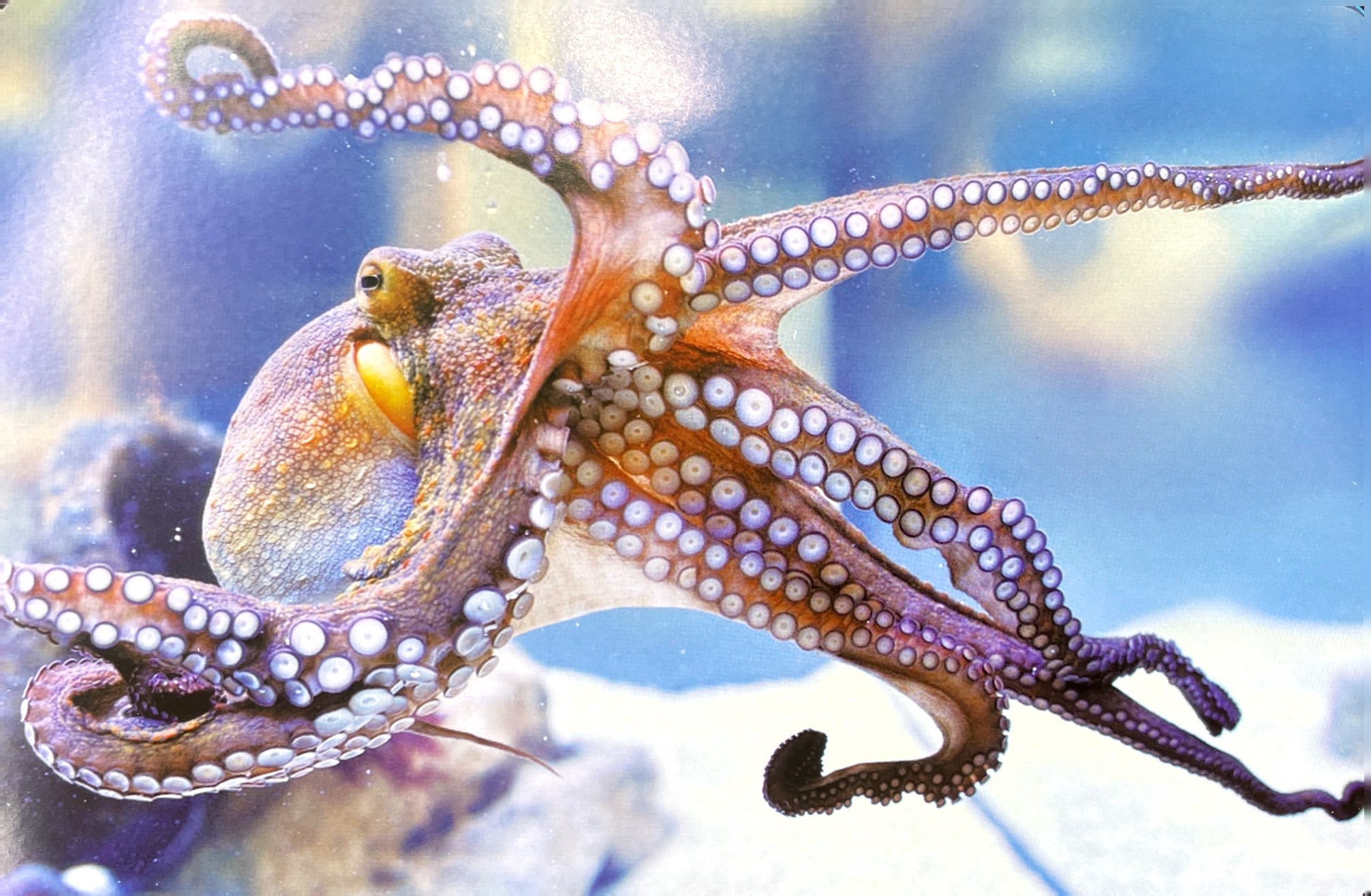 flash card tiếng anh - sea animals (động vật biển) (tái bản 2023) - Ảnh 7