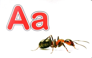 flash card tiếng anh -the english alphabet (bảng chữ cái tiếng anh) (tái bản 2023) - Ảnh 4