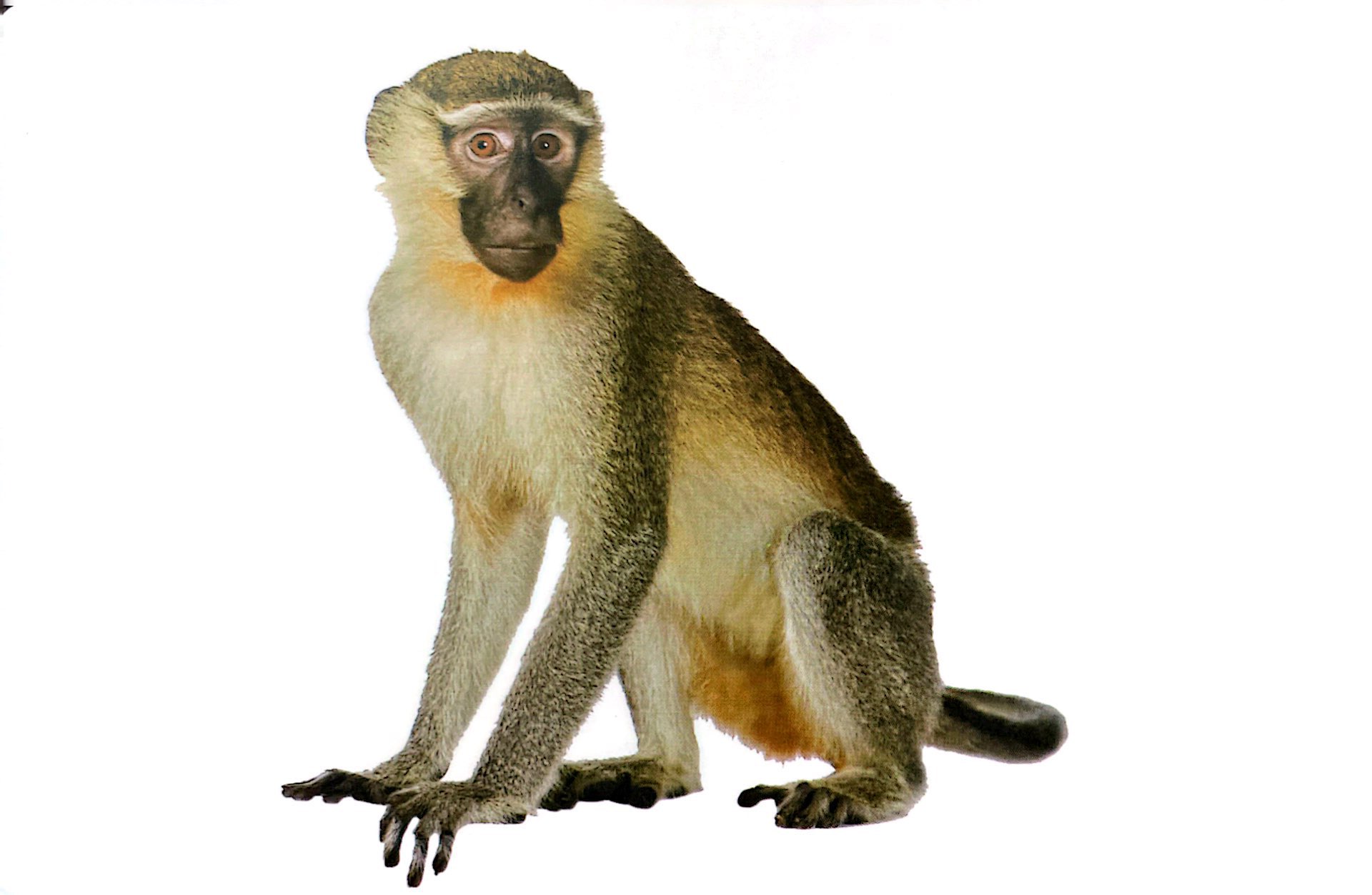 flash card tiếng anh - wild animals (động vật hoang dã) (tái bản 2023) - Ảnh 3